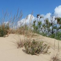Dune Oléron