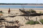 Bois flottés sur la plage
