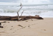 Bois flottés sur la plage